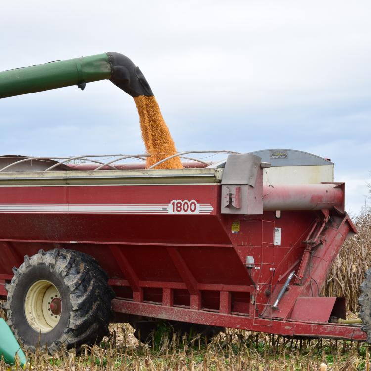  Harvesting corn in a field