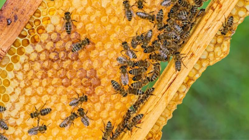 Bees
